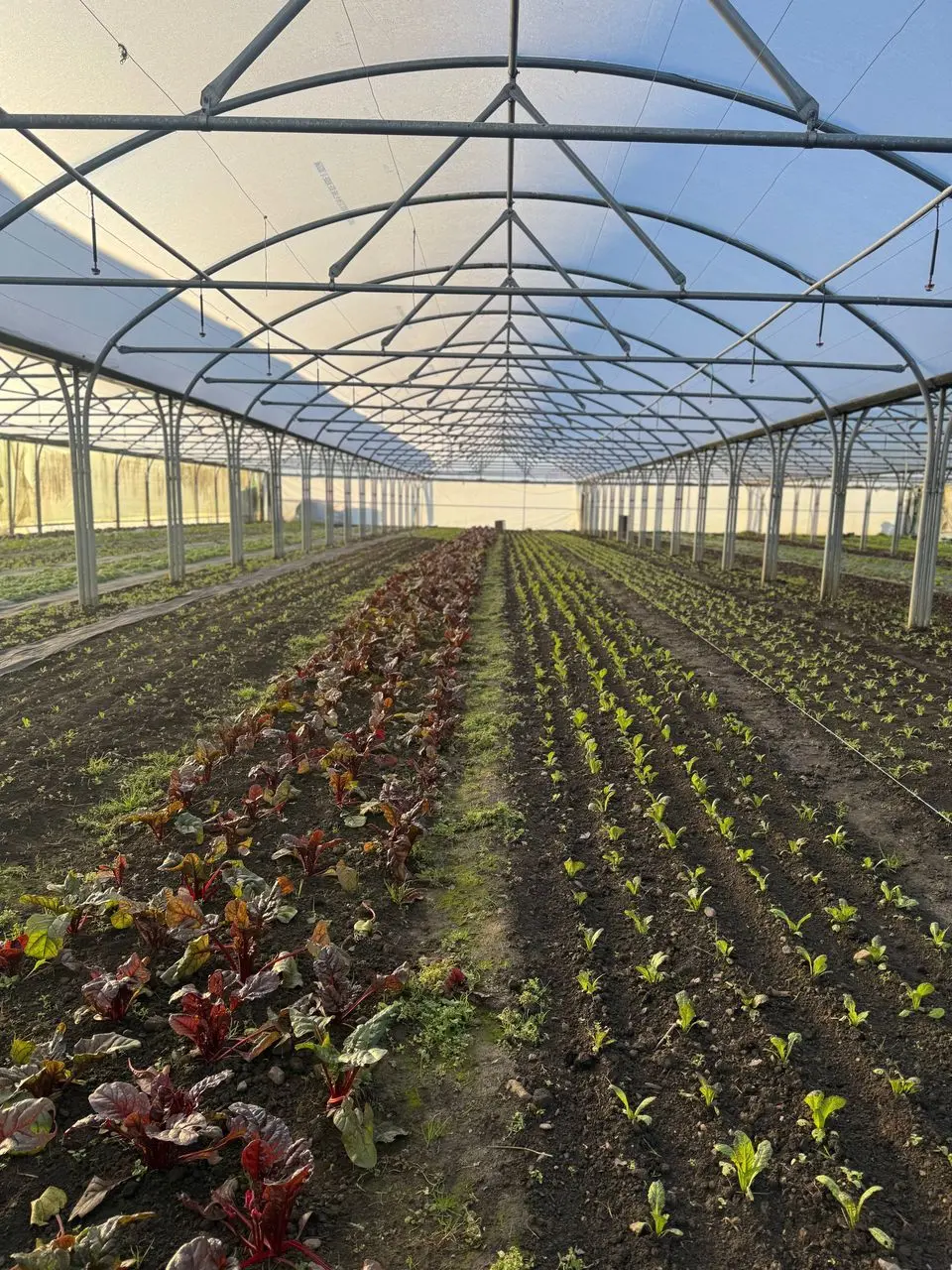 East Coast Organics photo 2