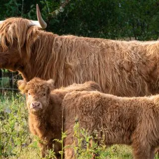 Rothiemurchus photo 3