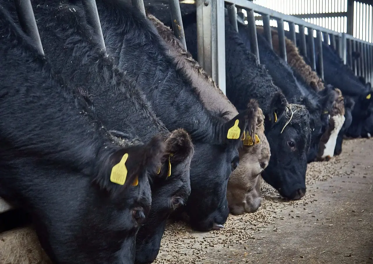 Battlers Green Farm photo 2