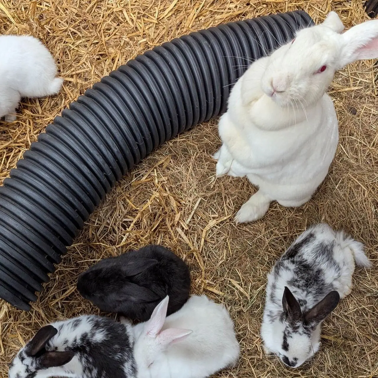 Thorabella Farm photo 2