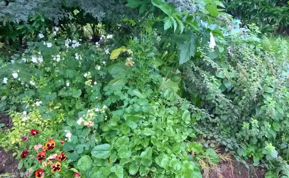 The Fruitful Forest Garden photo 2