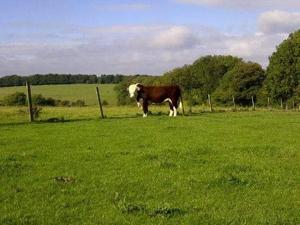 Hedges Farm Shop main photo