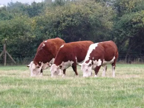 Hedges Farm Shop photo 1