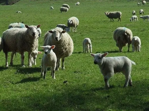 Stanhill Farm photo 1