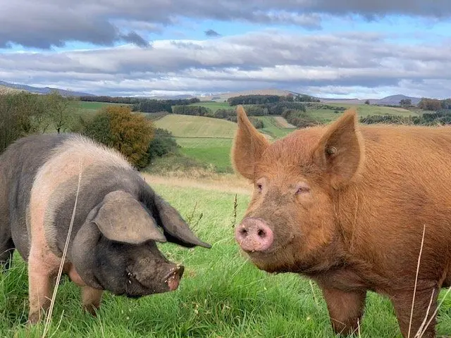 Rootin' and Roamin' photo 1