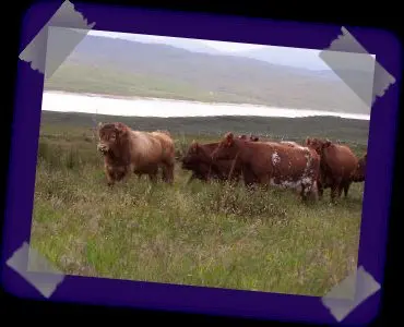 Highland Croft Produce photo 2