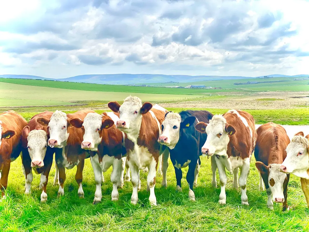 The Orkney Dairy photo 1