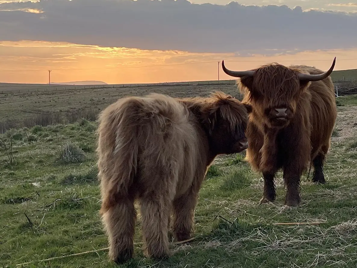 Wild Orcadian at Wheems Organic Farm photo 1