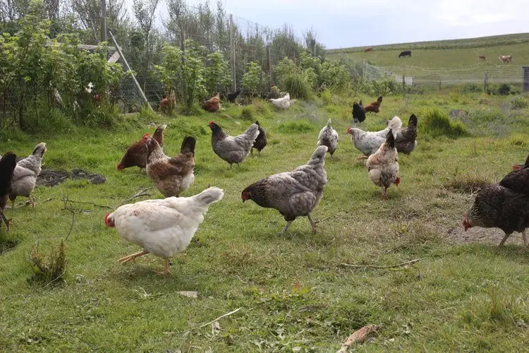 Wild Orcadian at Wheems Organic Farm photo 2