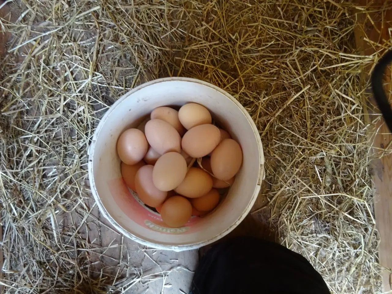 Wild Orcadian at Wheems Organic Farm photo 3
