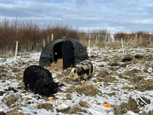 Wild Orcadian at Wheems Organic Farm photo 4