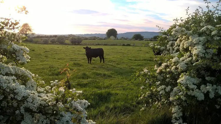 Ballylagan Organic Farm main photo