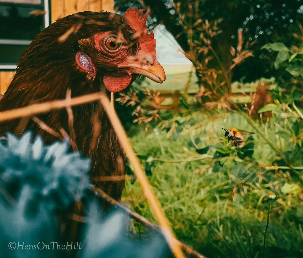 Hens On The Hill Ltd photo 4