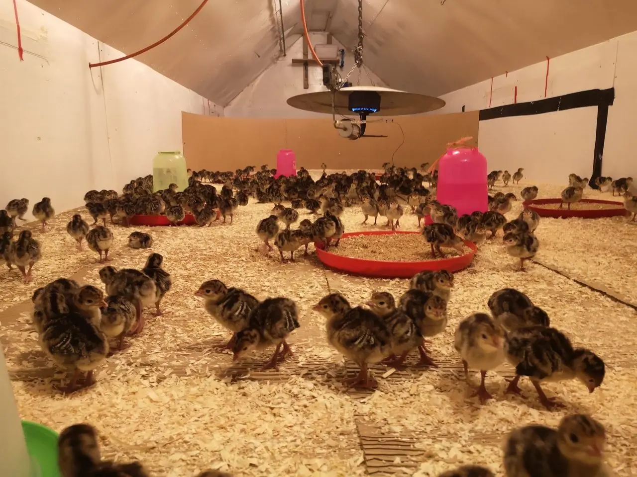 Craigavad Turkeys