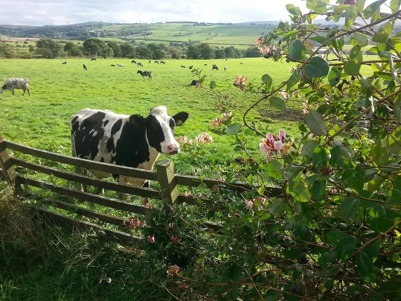 Pulford Farm Shop and Dairy photo 2