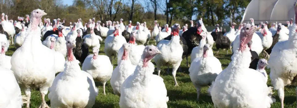 Buchanan's Turkeys photo 4