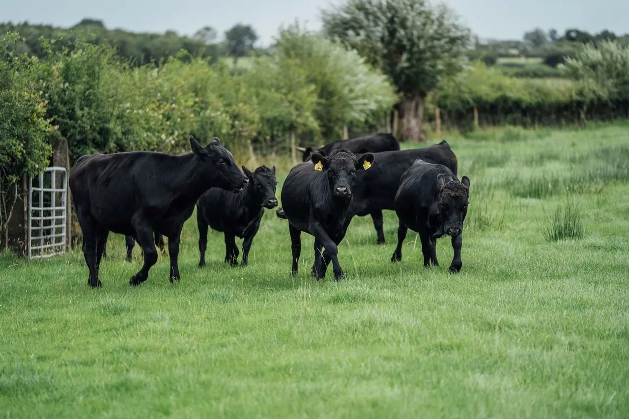 Rosemount Cottage Farm Meats photo 1