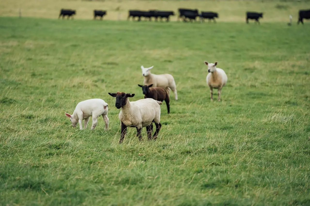 Rosemount Cottage Farm Meats photo 2