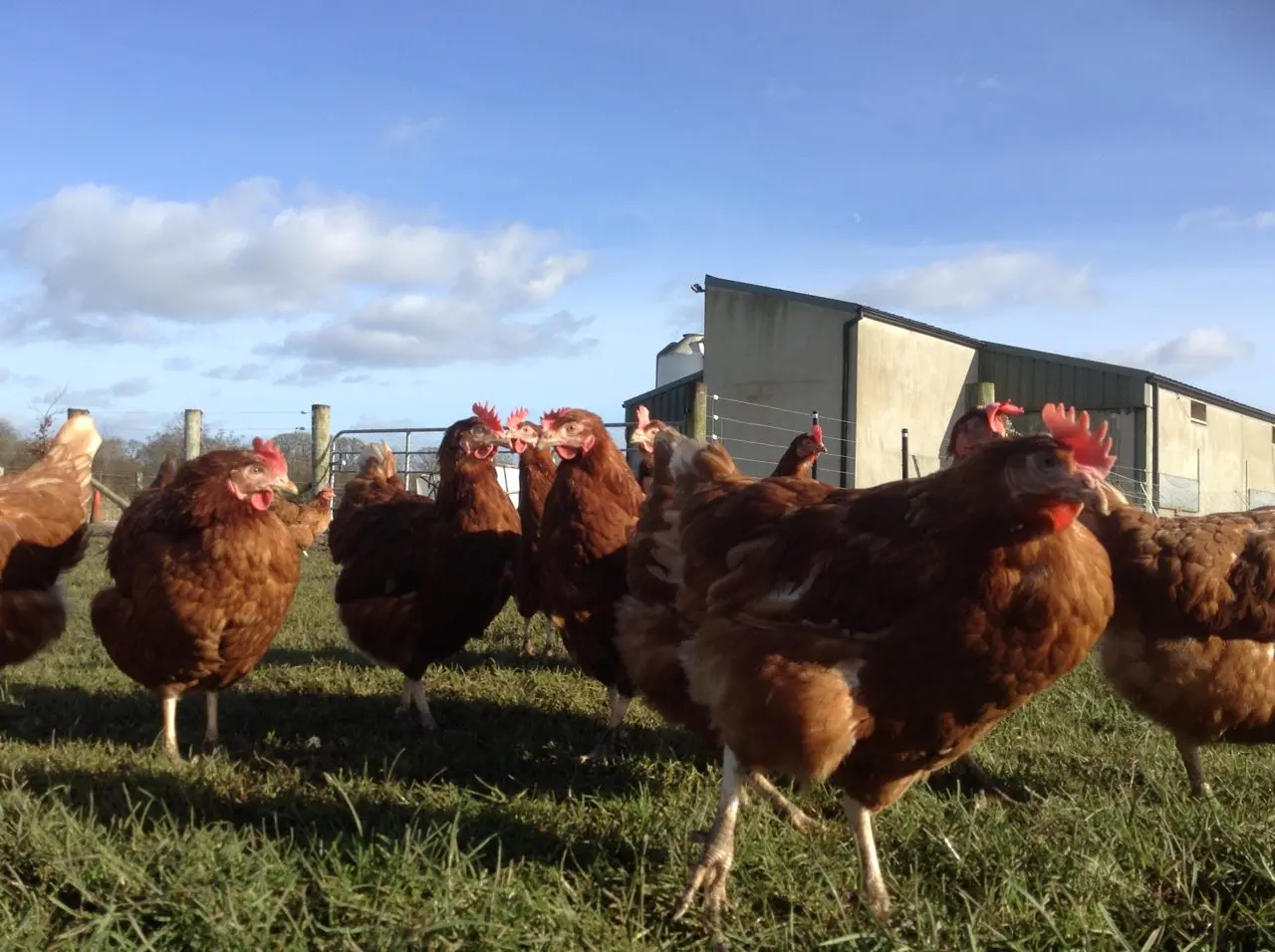 Fruitvale Farm Eggs main photo