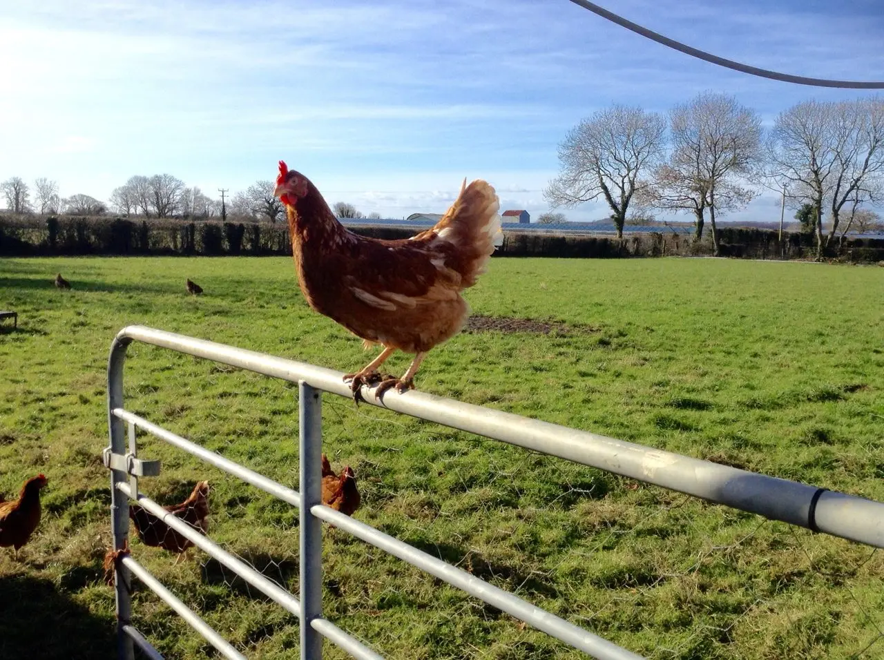 Fruitvale Farm Eggs photo 1