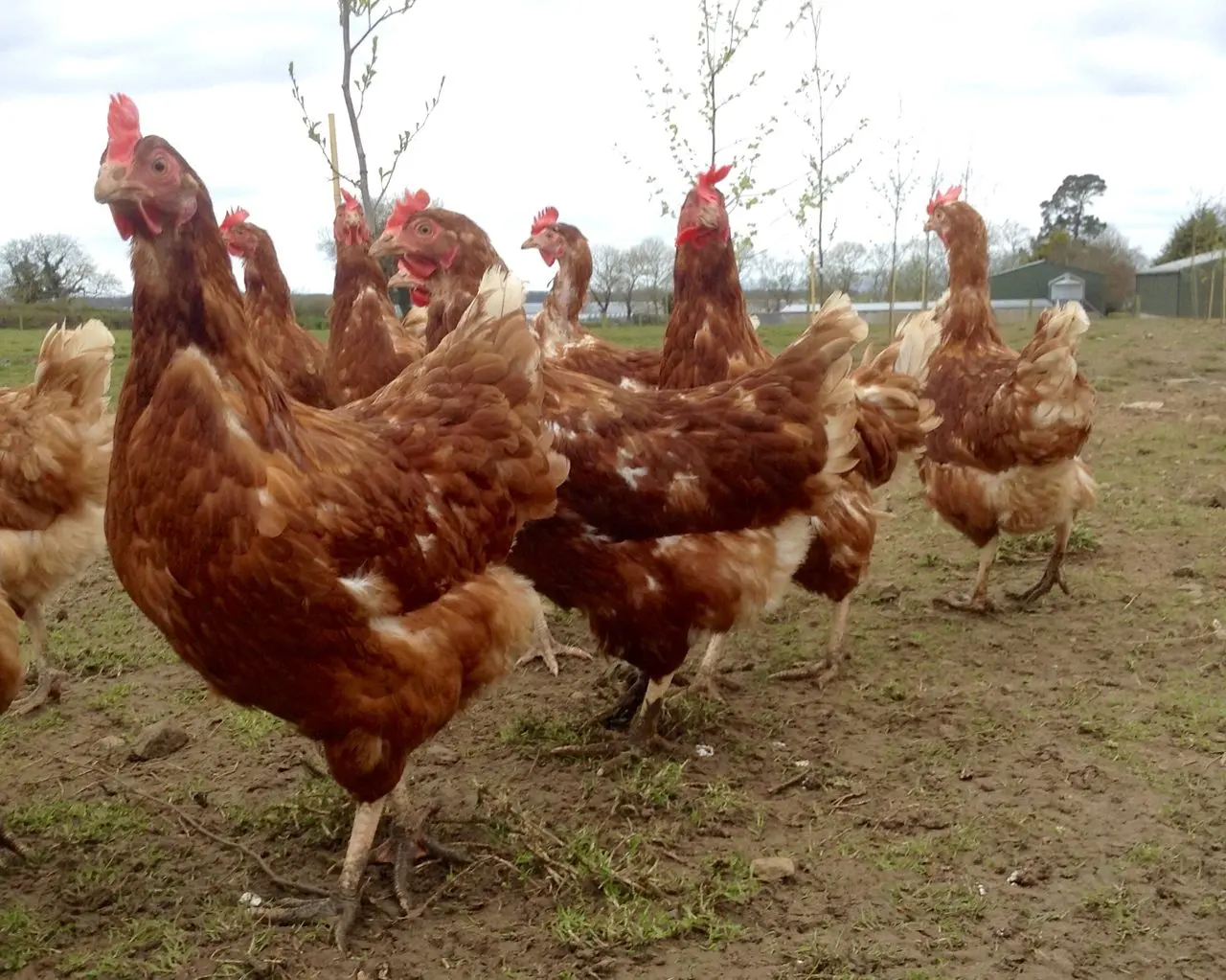 Fruitvale Farm Eggs photo 2