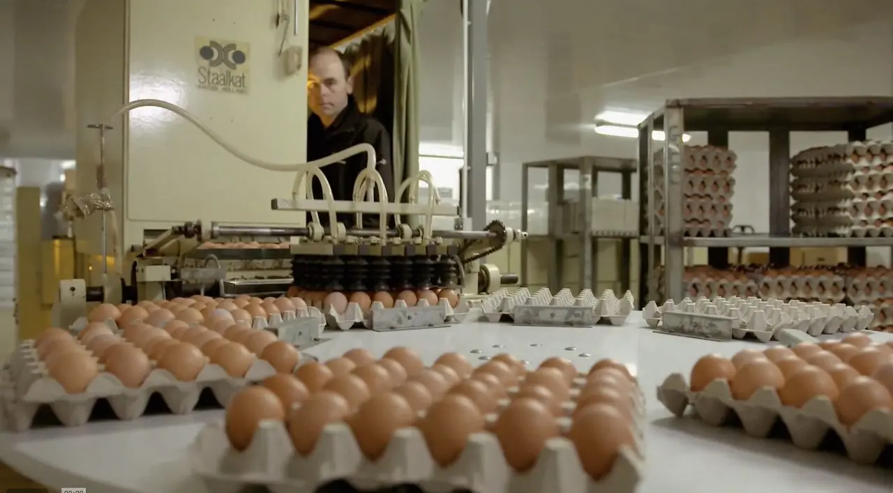 Fruitvale Farm Eggs photo 3