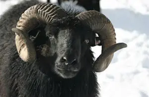 Ardalanish Farm & Isle of Mull Weavers photo 2
