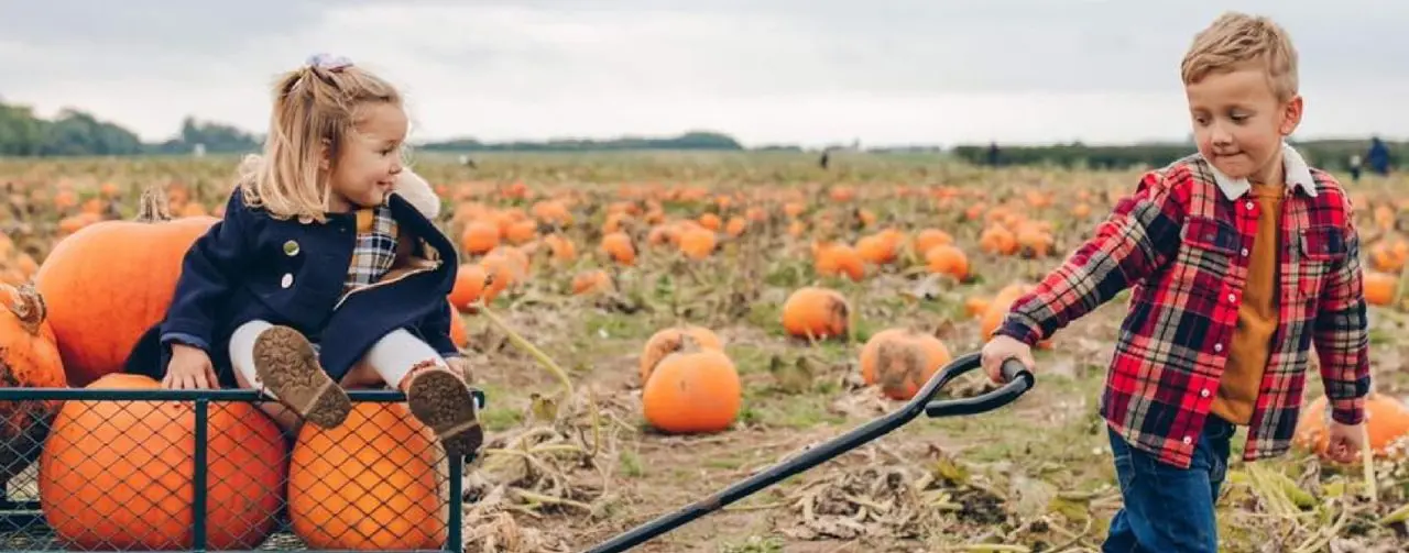 The Pumpkin Patch at Bewholme main photo