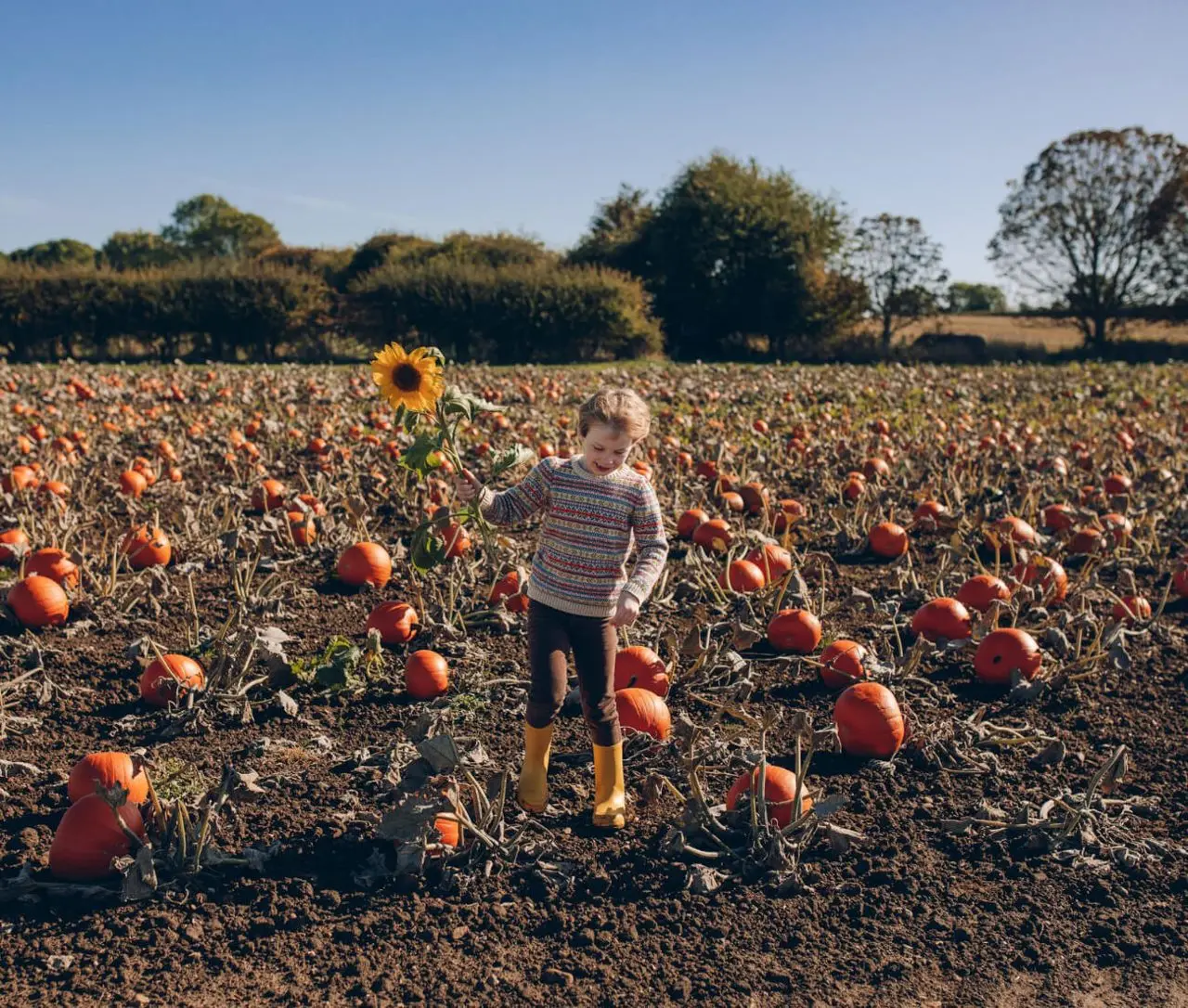 The Pumpkin Patch at Bewholme photo 1
