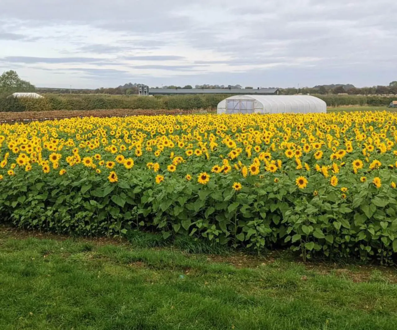 The Pumpkin Patch at Bewholme photo 3