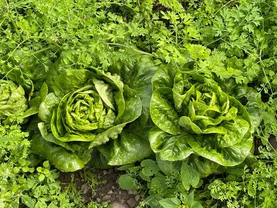 Grow Wild (Bonnytoun Farm) photo 1