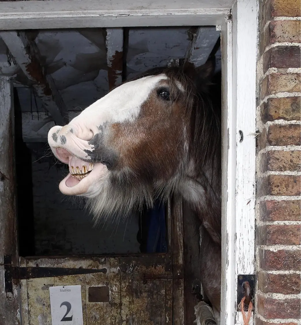 Forty Hall Farm Shop photo 3