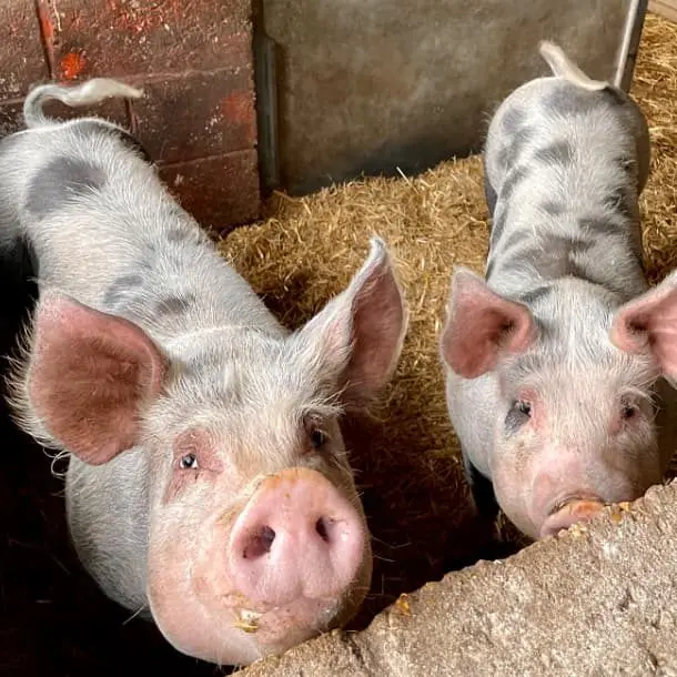 Hackney City Farm photo 1