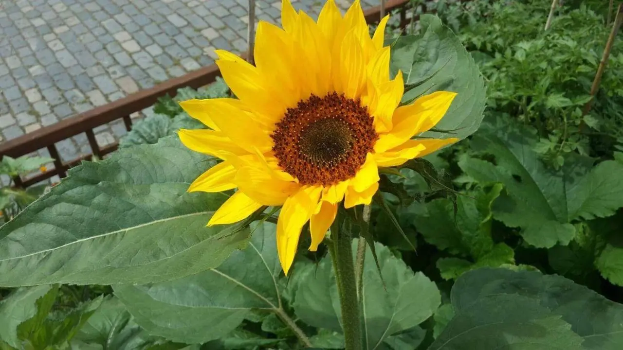 Spitalfields City Farm photo 1