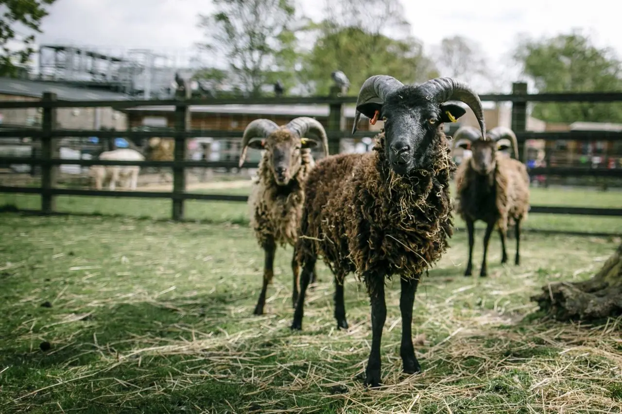 Stepney City Farm main photo