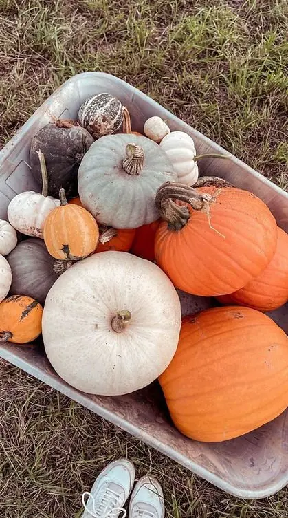 Pumpkin Pete's photo 4