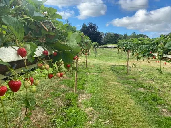 Hawkswick Fruit Farm (Hawkswick Lodge Farm) photo 1