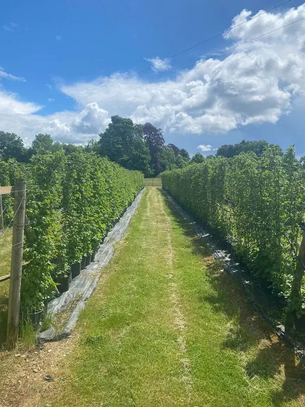 Hawkswick Fruit Farm (Hawkswick Lodge Farm) photo 2