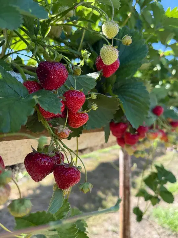 Hawkswick Fruit Farm (Hawkswick Lodge Farm) photo 3