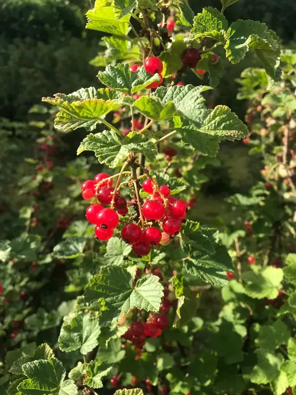 Hawkswick Fruit Farm (Hawkswick Lodge Farm) photo 4