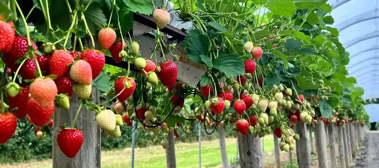 Graveley Fruit Farm photo 1