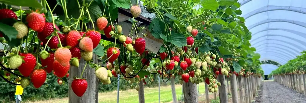 Graveley Fruit Farm photo 2