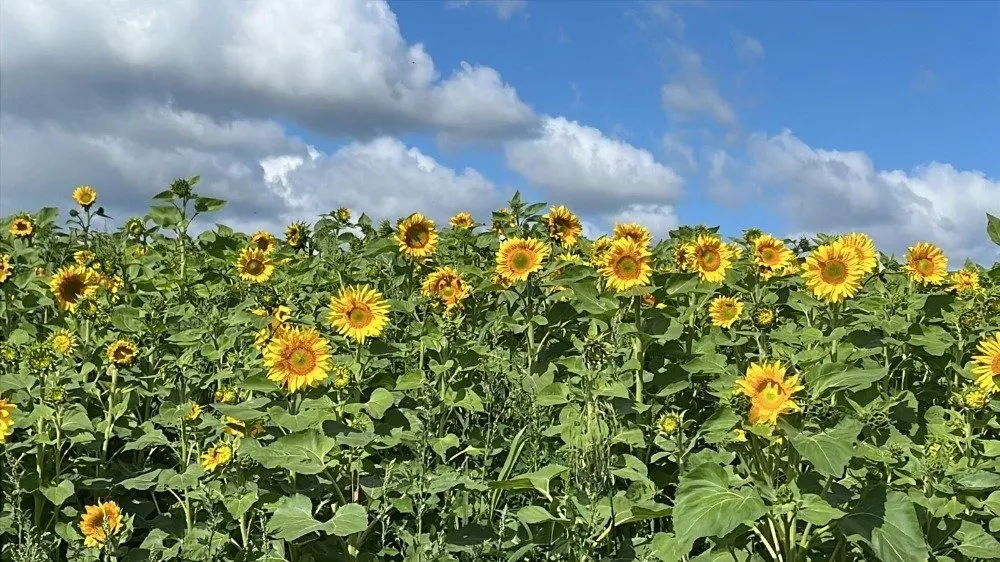 Meopham PYO main photo