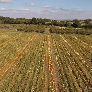 Meopham PYO photo 3