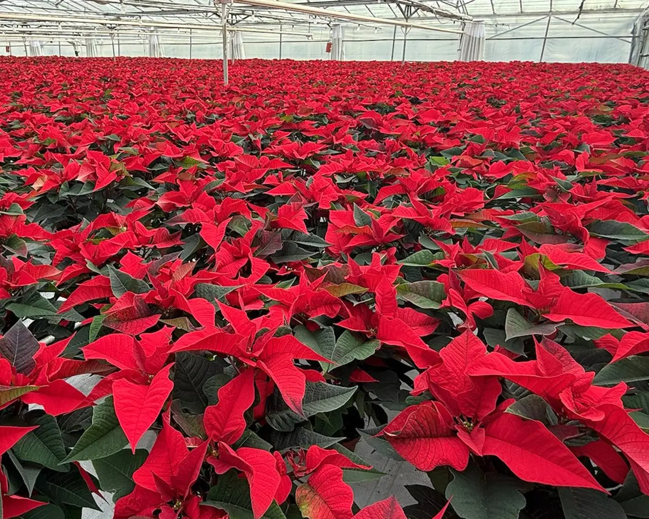 Frankie's Farmshop (Staplehurst Nurseries) photo 1