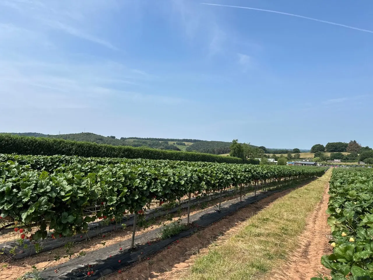 Manor Farm Fruits main photo