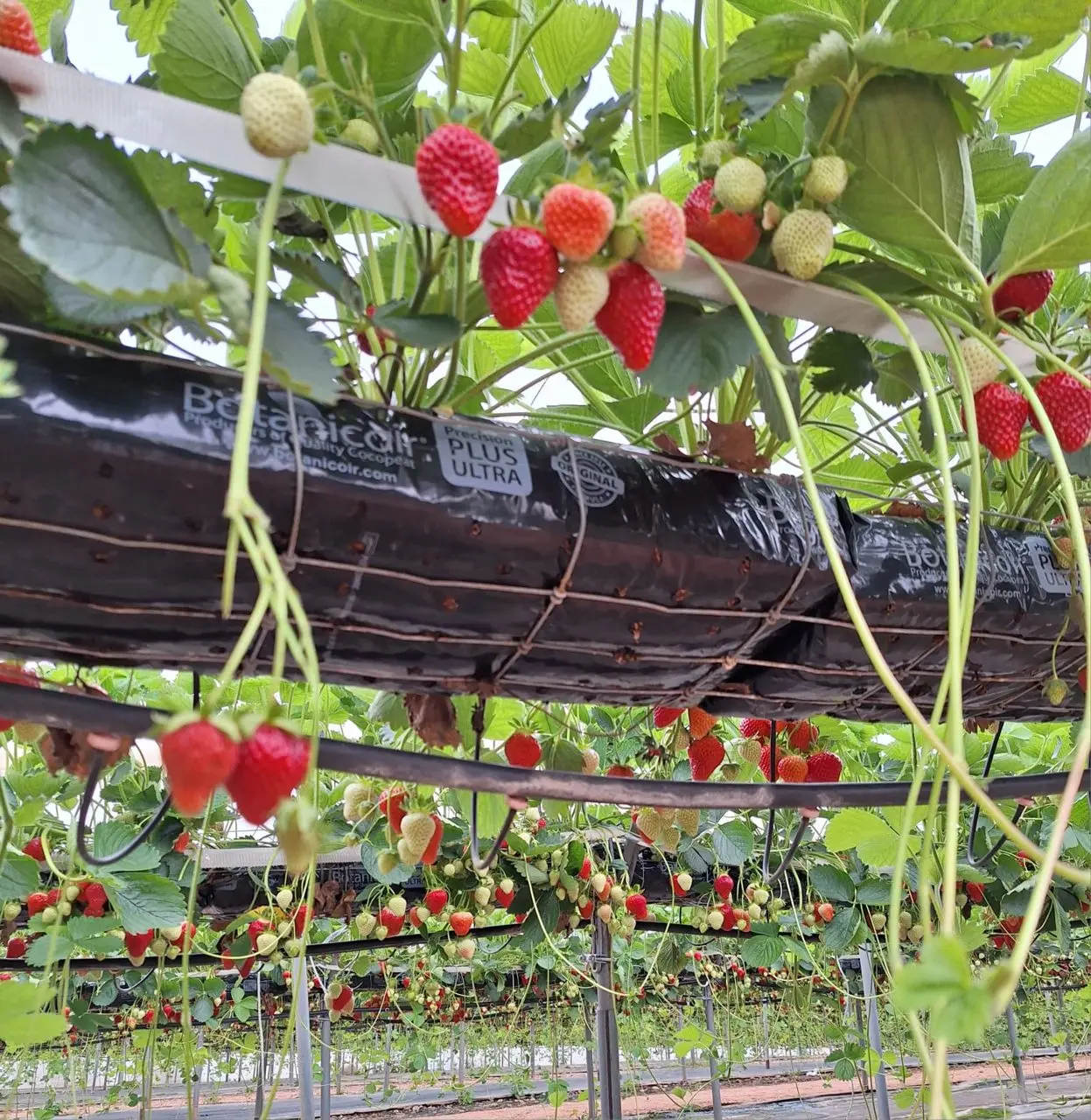Manor Farm Fruits photo 1