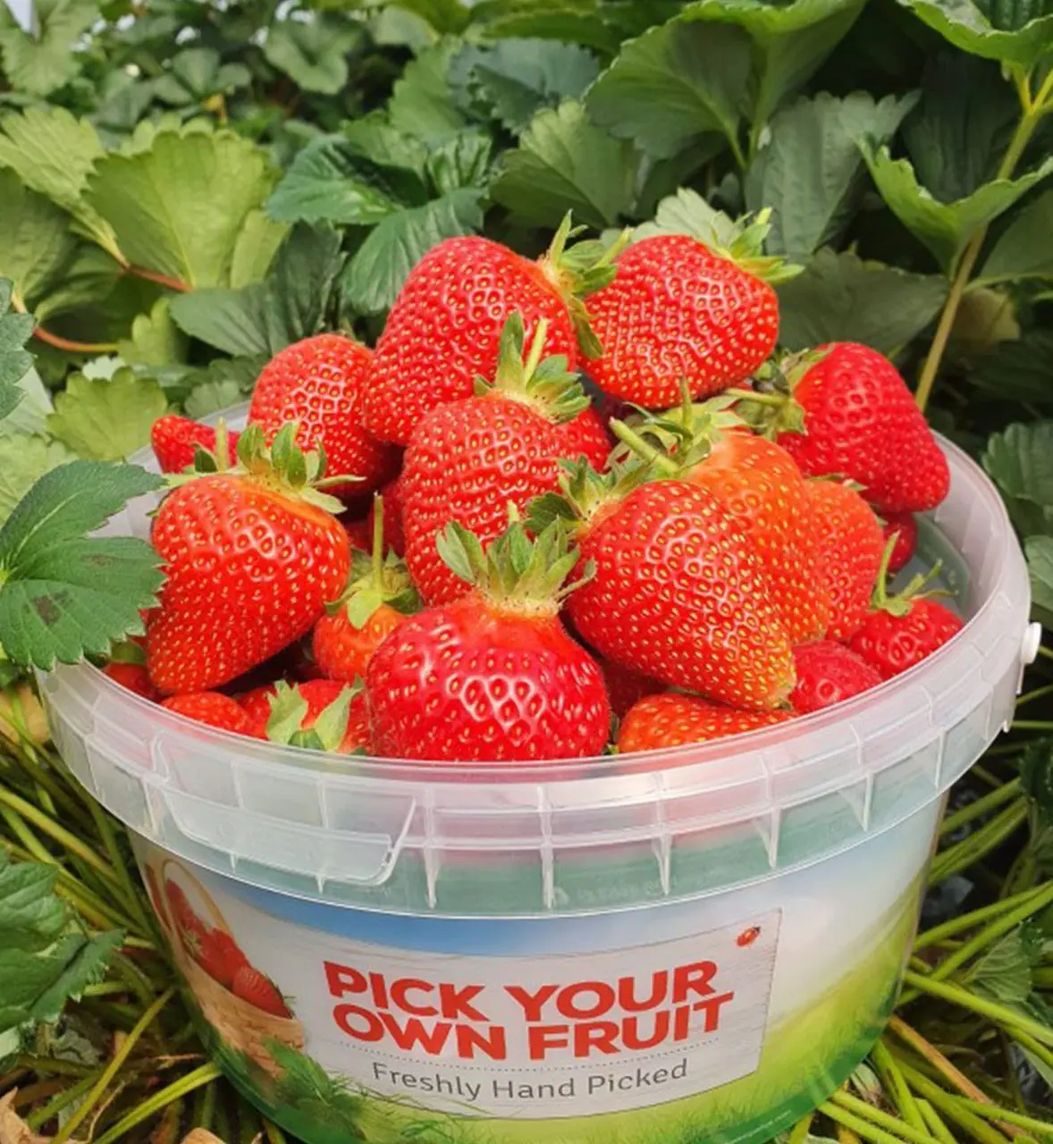 Manor Farm Fruits photo 2