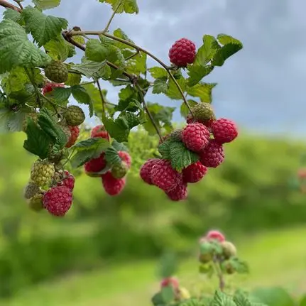 Ansty PYO & Farm Shop photo 4