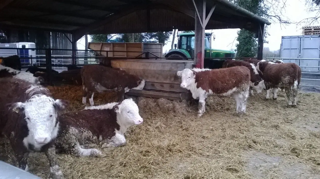 TFM Butchers (Thompsons Farm Meat) main photo